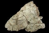 Triceratops Frill Section - Montana #106133-2